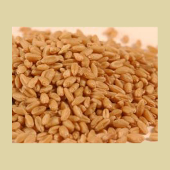 Prairie Gold Hard White Spring Wheat - Wheat Montana (25 Pounds) - Click Image to Close